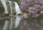 滝と山桜  桜の質感はShadeの実用3DデータをVueに取り込んで2Dで書き出したものを使用しています。滝は流れる水の写真をVueの標準地形から取り込んで形状を作成したものに濁った水の質感を適用したものを組み合わせて製作しています。出来上がった作品には満足しているのですが、何かと反省点の多い作品です。（2007年3月製作）  使用ソフト　Vue5　PaintShopPro　Shade8.5